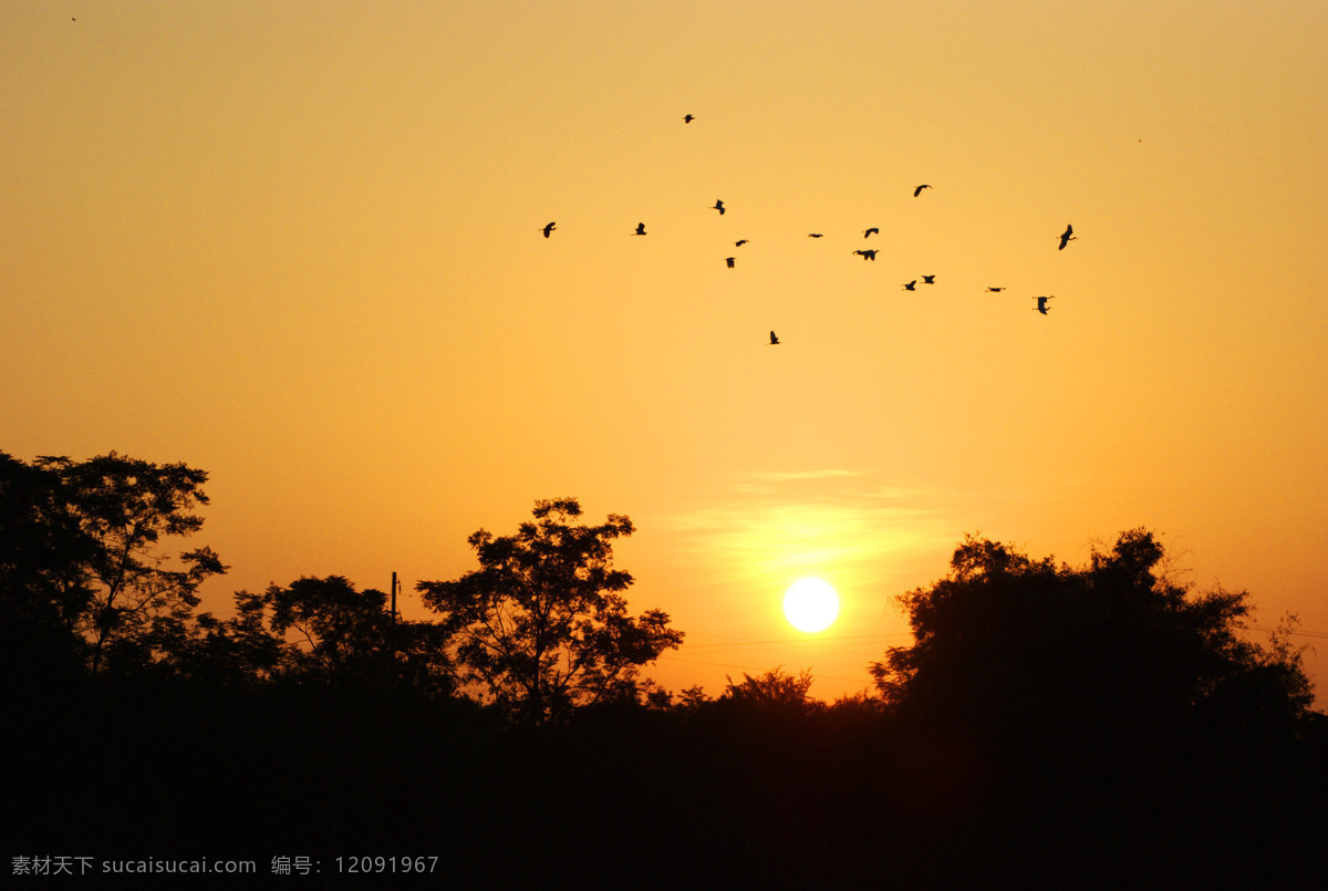 归巢 旁晚 太阳 鸟群 鸟 白鹭 自然风景 自然景观