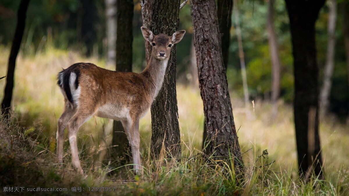 林中 小鹿 高清 幼鹿 黑尾鹿 骡鹿 雌性