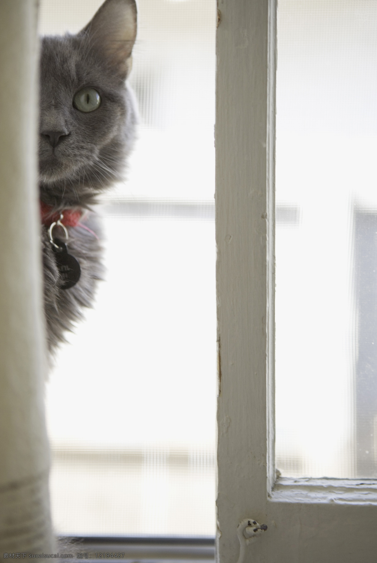 窗台 上 猫咪 宠物 宠物猫 可爱 小猫 猫咪图片 生物世界