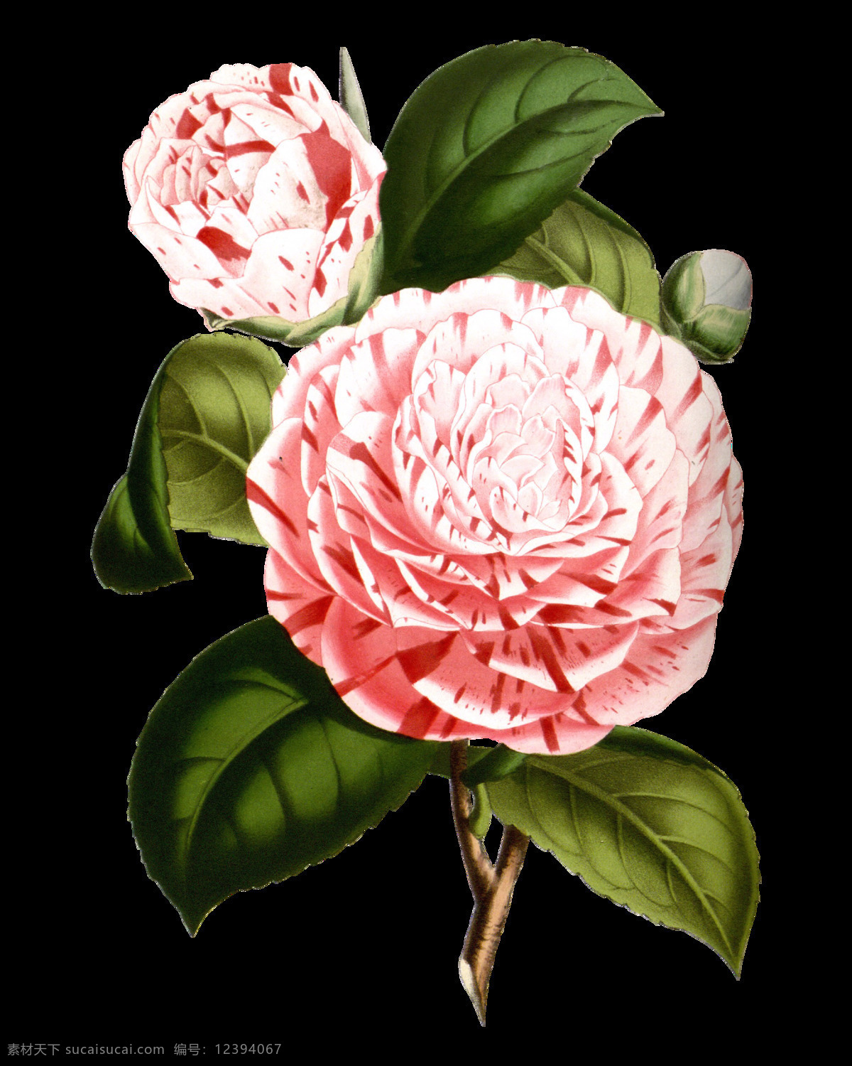 粉色 高清 茶花 装饰 元素 含苞待放 梦幻花朵 矢量花朵 手绘花朵 手绘花朵素材 水彩 鲜花花朵 鲜花花蕾 鲜花素材花卉