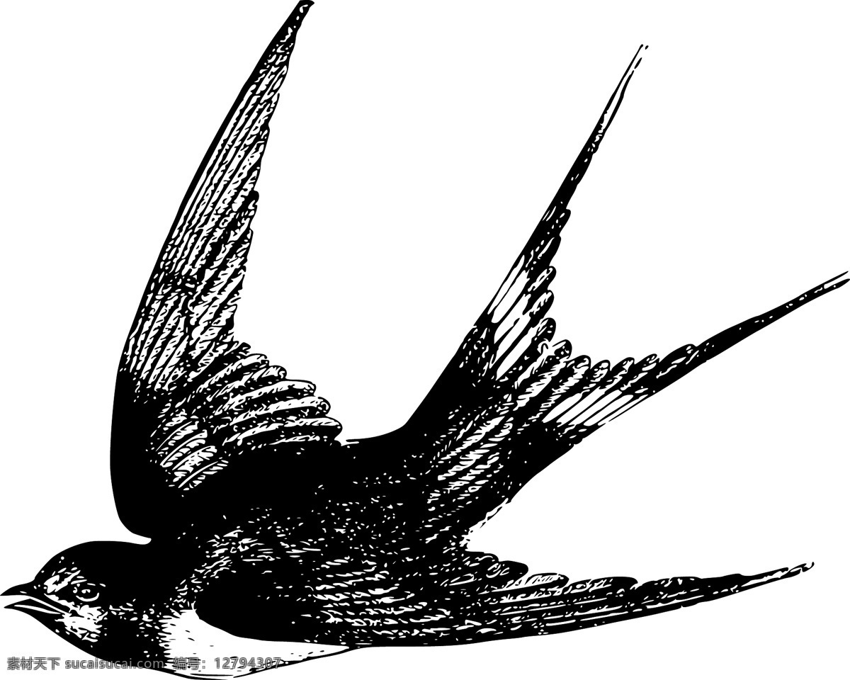 燕子 矢量 插图 绘画 鸟类 喜鹊 线稿 标志图标 其他图标