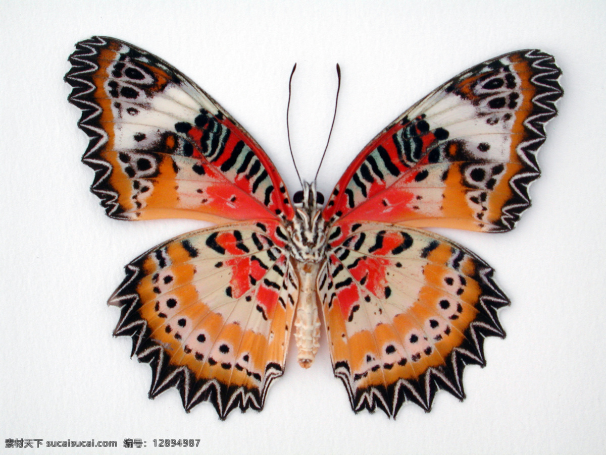 蝴蝶 素材图片 绚丽 动物写真 动物图库 高清图片 蝴蝶图片 标本 昆虫世界 生物世界