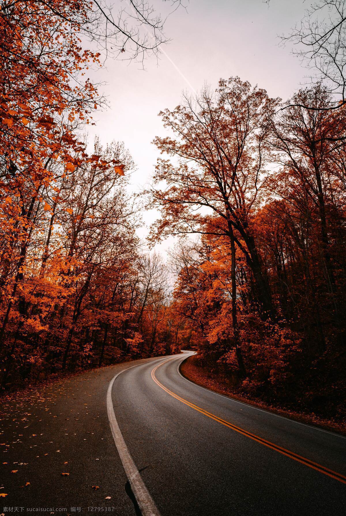 公路图片 枫叶 树林 树木 马路 秋天 自然风光 旅游摄影 自然风景