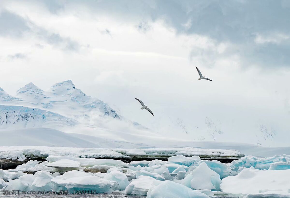 南极海鸟 南极 海鸟 冰雪 冰块 蓝色 朋友 自然景观 自然风景
