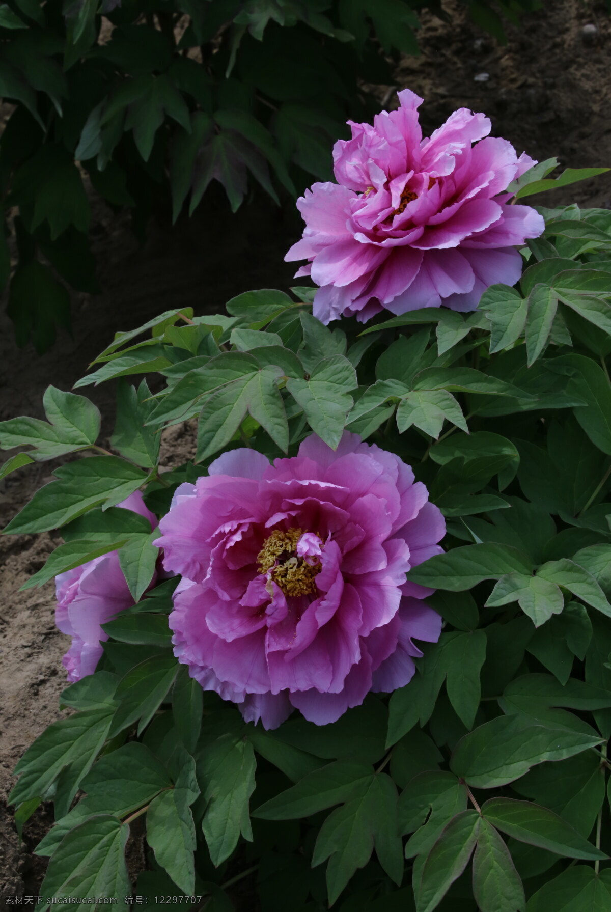 牡丹花 牡丹 观赏花卉 鼠姑 木芍药 百雨金 洛阳花 花朵 花瓣 花蕊 花卉 花儿 花草 植物 园林绿化 绿化景观 芍药牡丹 生物世界