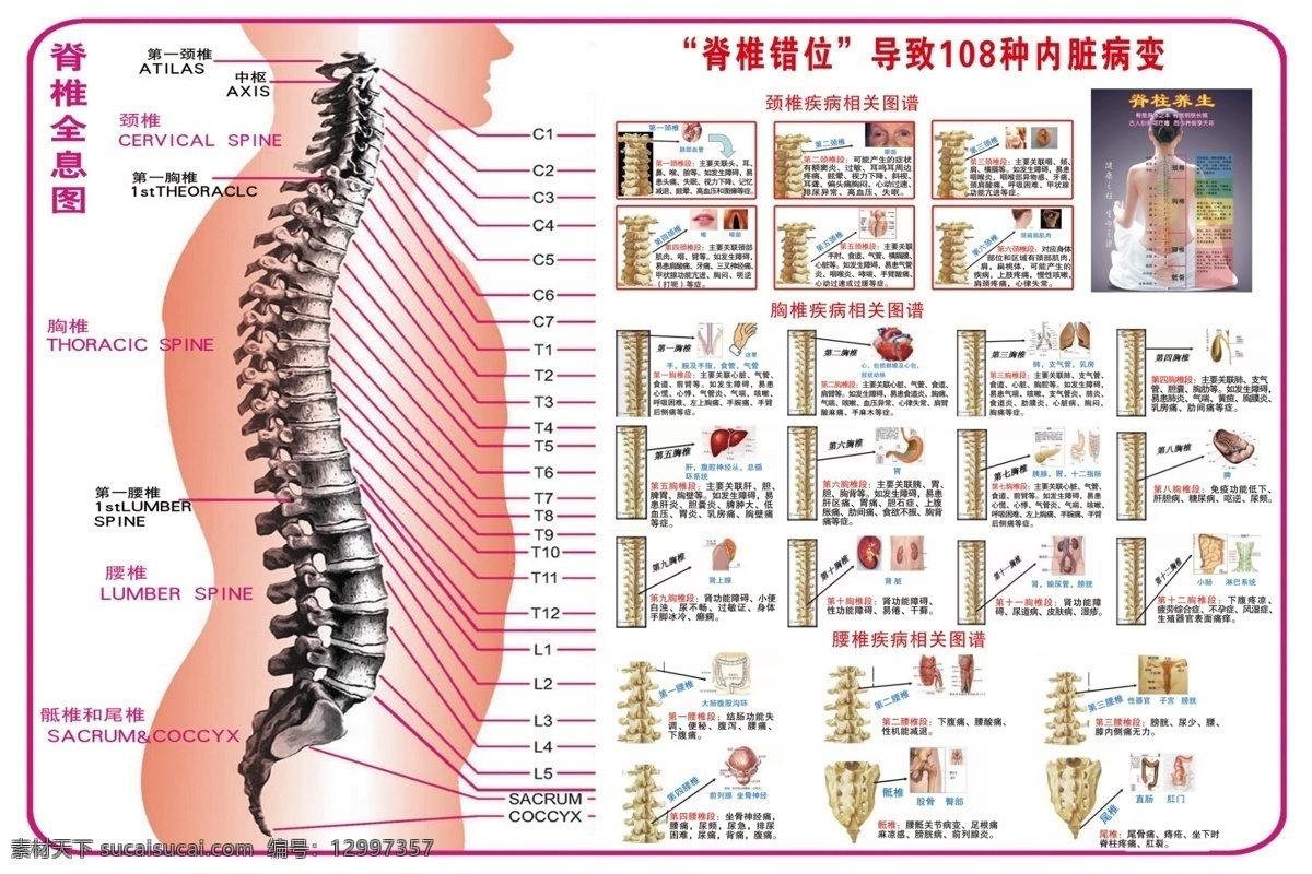 脊椎全息图 脊椎错位 内脏病变 脊椎病因 胸椎病因图谱