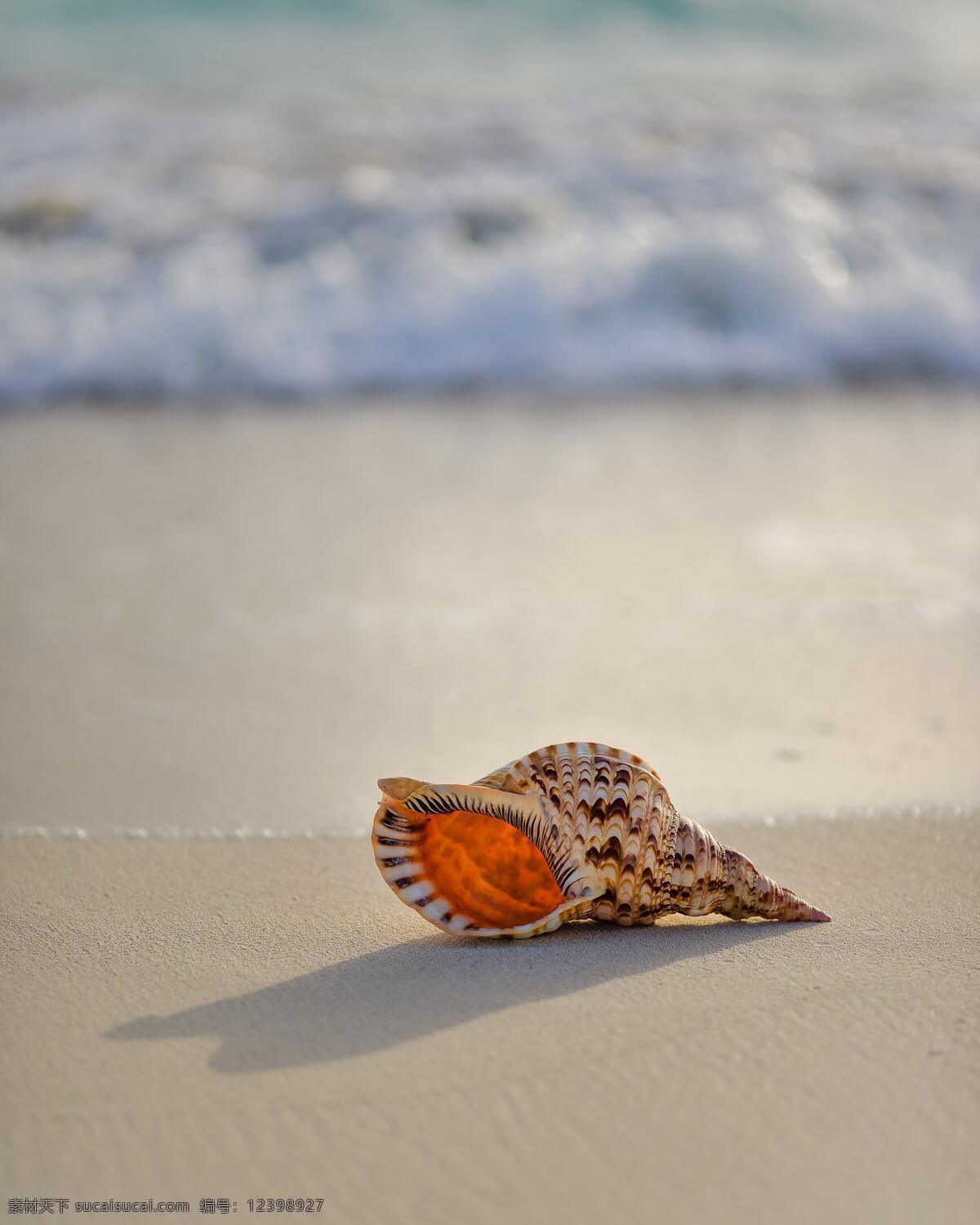 海螺 贝壳 海边 沙滩 特写 静静 躺着 孤单 孤独 文艺 清新 美好 气质 生物世界 海洋生物