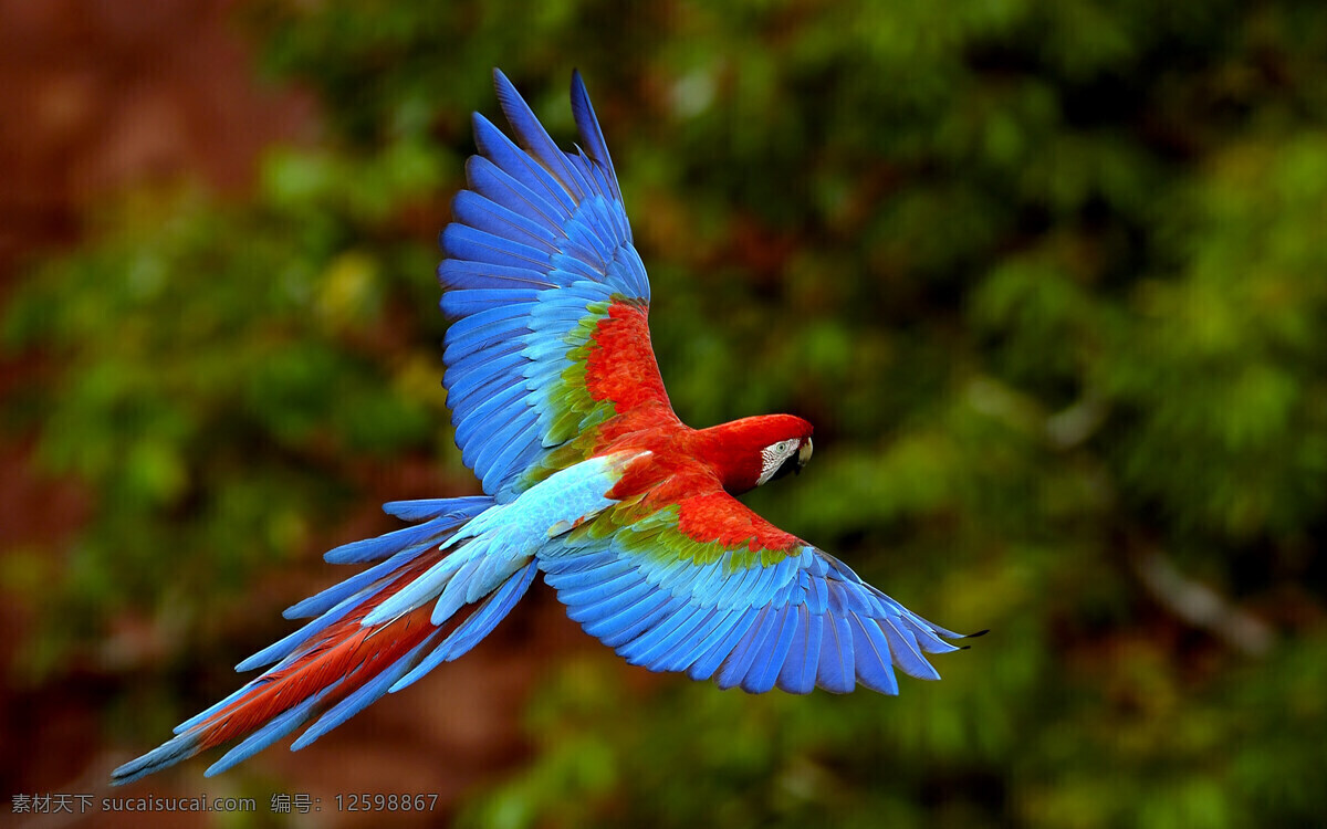 飞翔 鸟 蓝色 飞 自然 鹦鹉 鸟类 生物世界