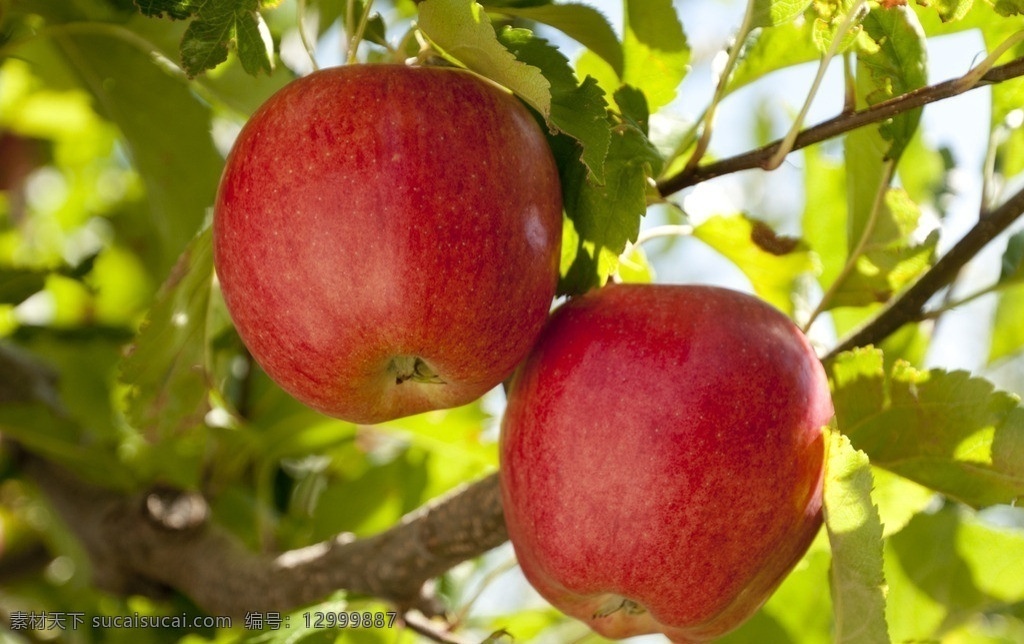 苹果 红苹果 水果 富士苹果 新鲜水果 进口水果 apple 新鲜苹果 进口苹果 水果苹果 生物世界
