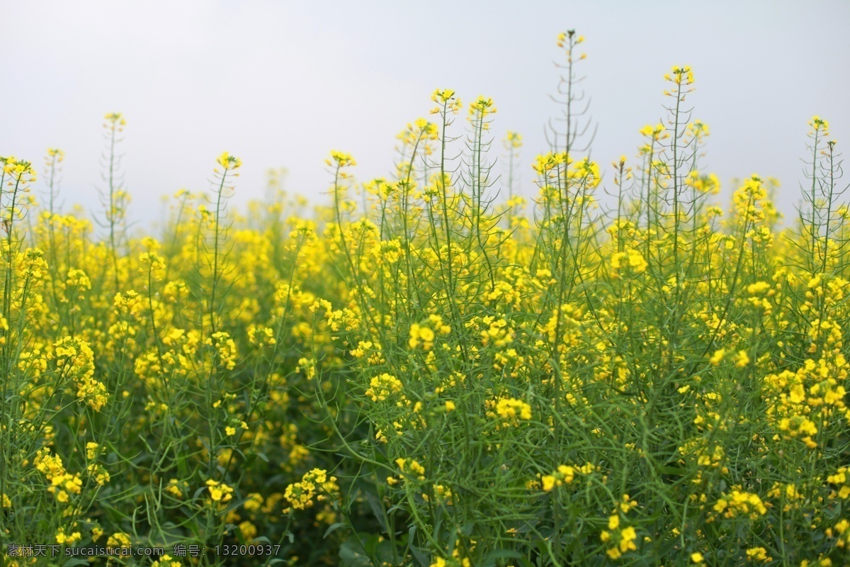 油菜花背景 油菜花 背景 唯美 色彩 清新 花田 花海 风光拍摄 自然景观 田园风光