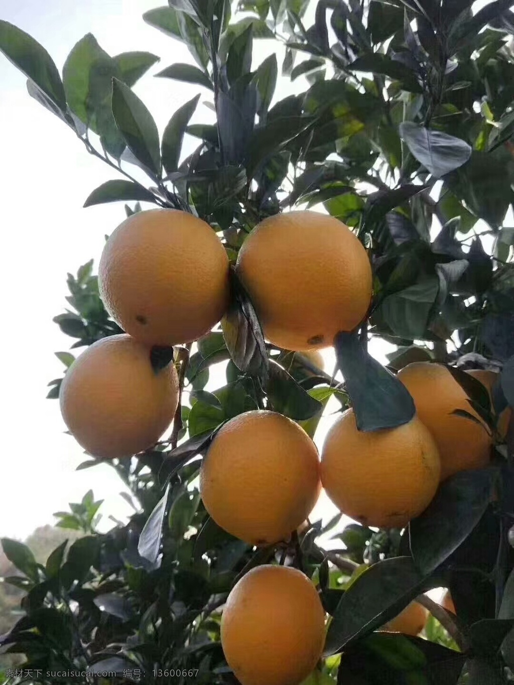 橙子 橙色 水果 果实 食物 食品 生物世界