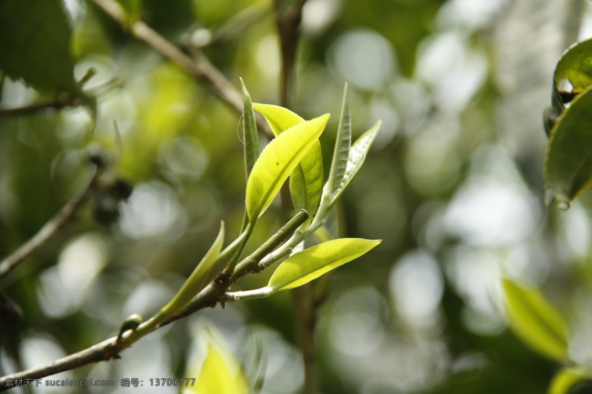 普洱茶树叶 普洱茶 树叶 普洱 茶树 古茶树 茶叶 古树茶 树木树叶 老曼峨 茶山 生物世界