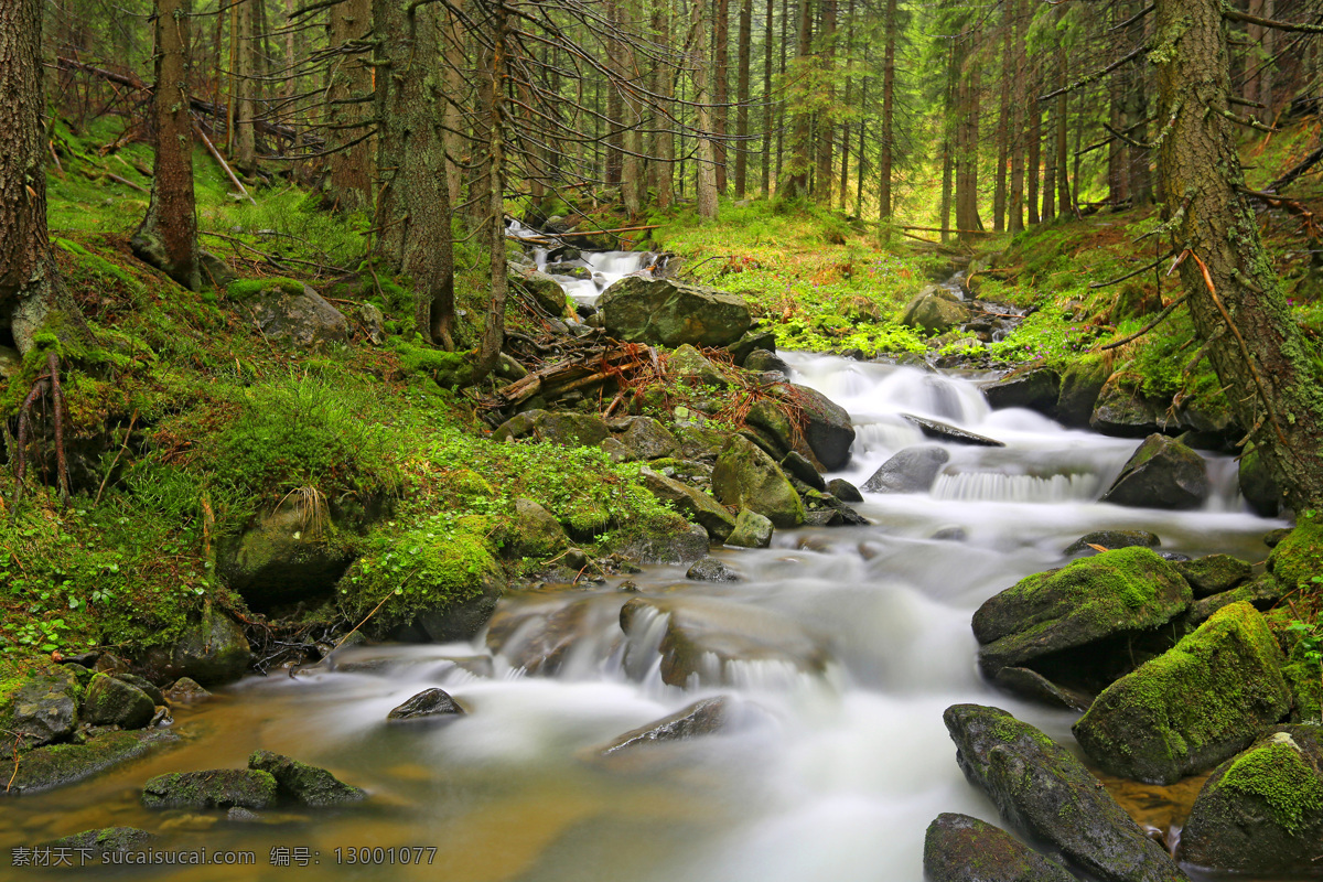 树林 溪流 风光 风景 大树 树木 石头 岩石 乱石 青苔 植物 青草 杂草 溪水 流水 自然景观 自然风景