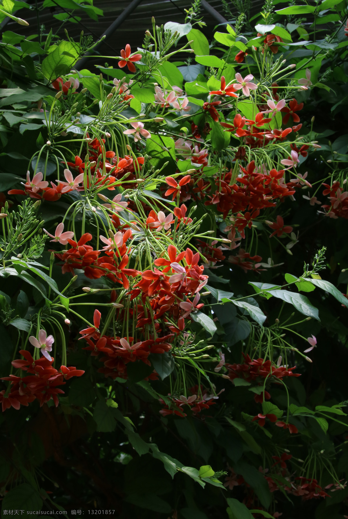 使君子 留求子 史君子 四君子 观赏花卉 花瓣 花朵 花儿 花草 花卉 花心 攀援状灌木 花卉大观园 生物世界