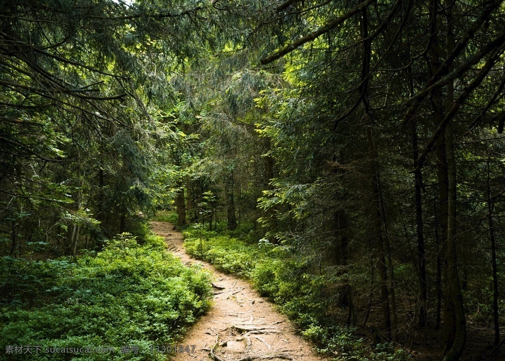 森林中的小路 森林 徒步旅行 路径 森林路径 树木 绿色 神秘 唯美图片 唯美壁纸 壁纸图片 桌面壁纸 壁纸 背景素材 手机壁纸 创意 自然景观 自然风景