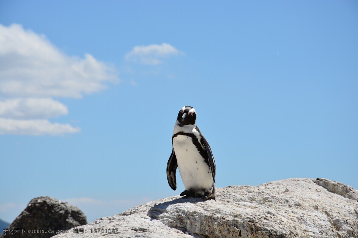 石头 上 企鹅 特写 蓝色天空 石头上的企鹅 企鹅特写图片 可爱的企鹅 一只企鹅 高清图库 生物世界 海洋生物