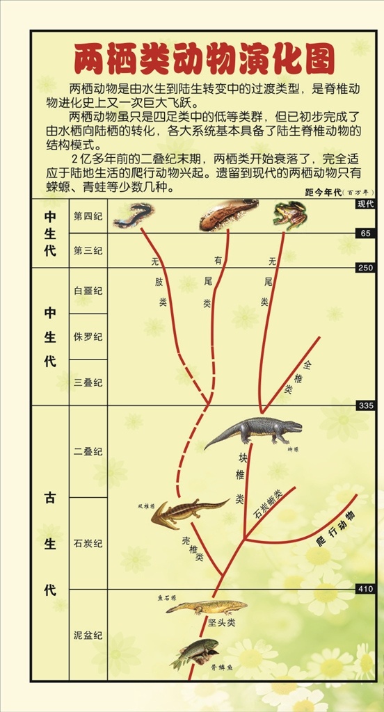 生物 展板 两 起动 物 演化 图 生物展板 展架 学校 中学 中学生物 校园文化 生物园 生态教室 生态园 校园知识展板 自然 生命 动物 挂图 知识