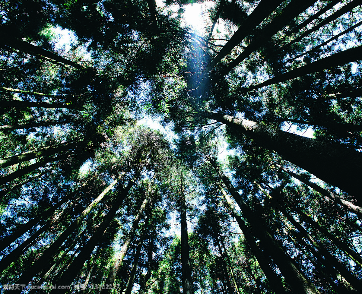 竹子免费下载 森林 树林 树林图片 树木 植物图片 竹林 竹子 毛竹林 风景 生活 旅游餐饮