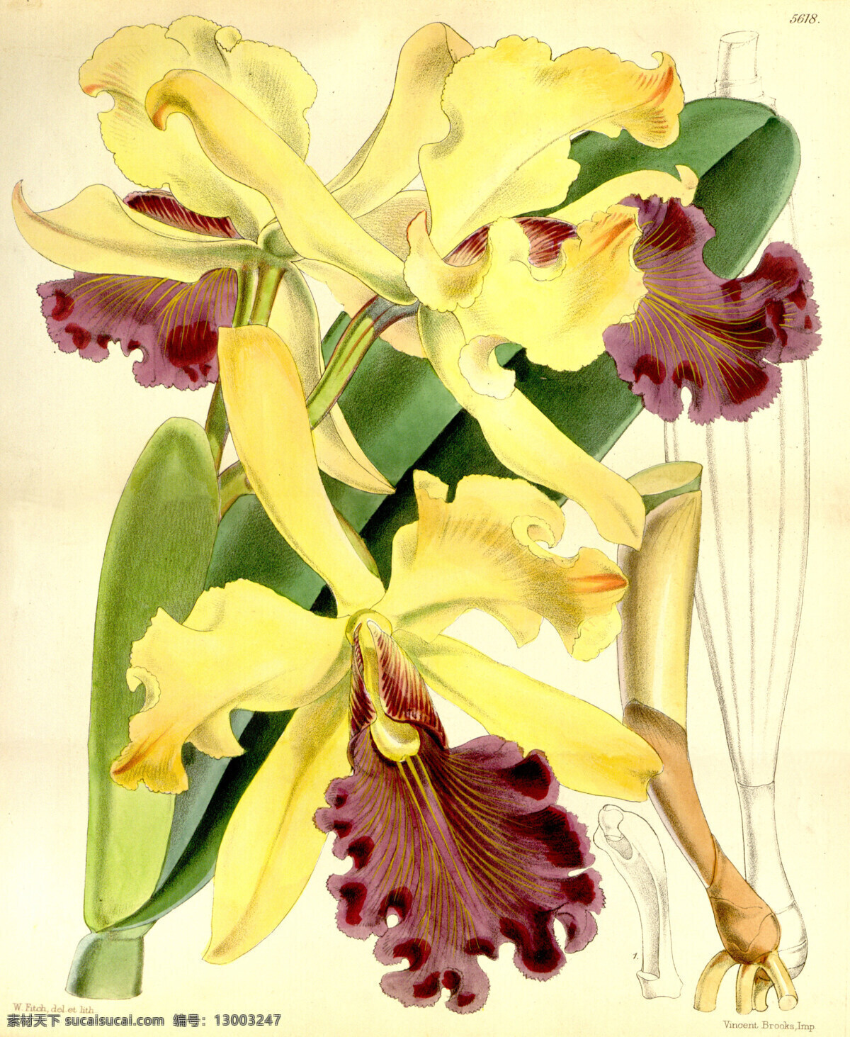 植物手绘 花类图鉴 田园 装饰画 墙画 手绘 未分层 文化艺术 绘画书法