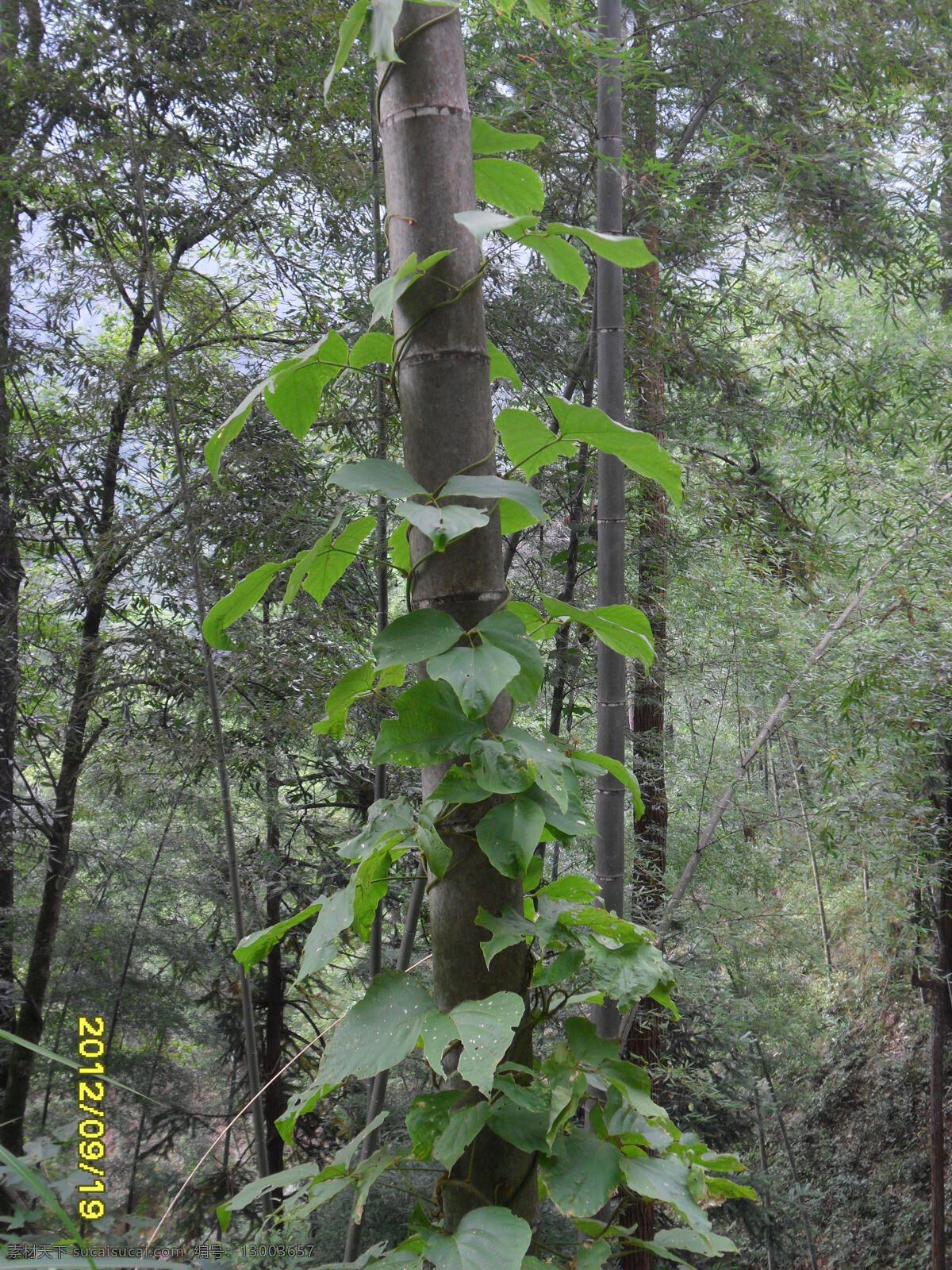 葛藤 野生植物 花草 生物世界