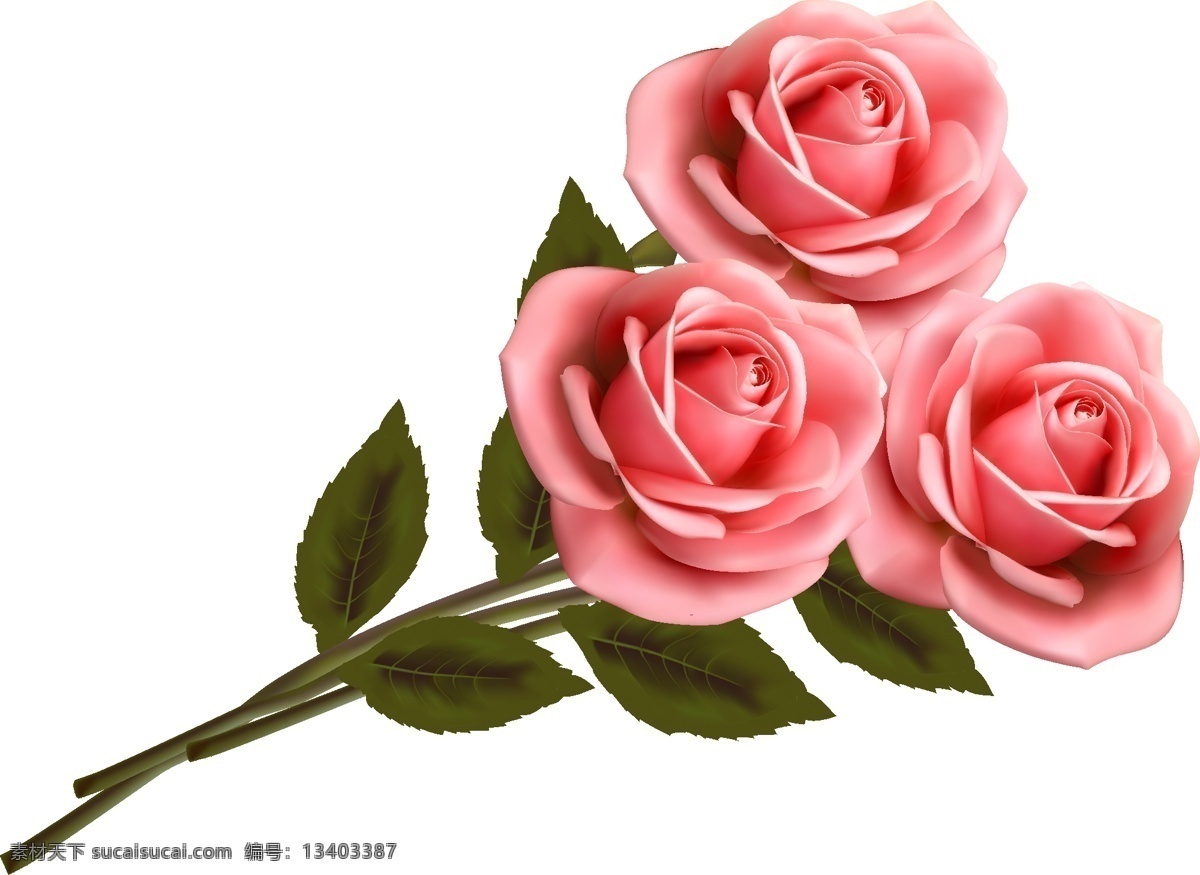 一支红玫瑰 粉玫瑰 玫瑰 花卉 粉玫瑰素材 矢量粉玫瑰 花朵 鲜花 情人节 节日 玫瑰花素材 红色玫瑰 红色玫瑰花 矢量玫瑰花 红玫瑰 玫瑰花 玫瑰素材 盛开的花卉 爱情 红色 情人节素材 红玫瑰素材 矢量素材 矢量 露水玫瑰 玫瑰花朵