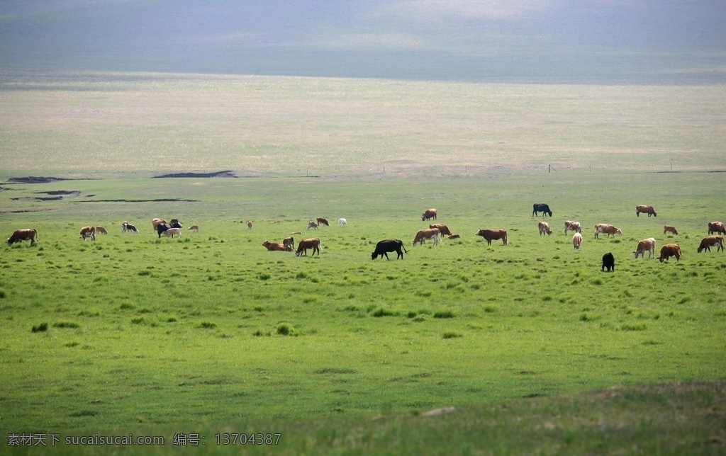 草原牛群 草原 草场 牧场 畜牧 草地 牛 奶牛 牛群 蒙古 国内旅游 旅游摄影