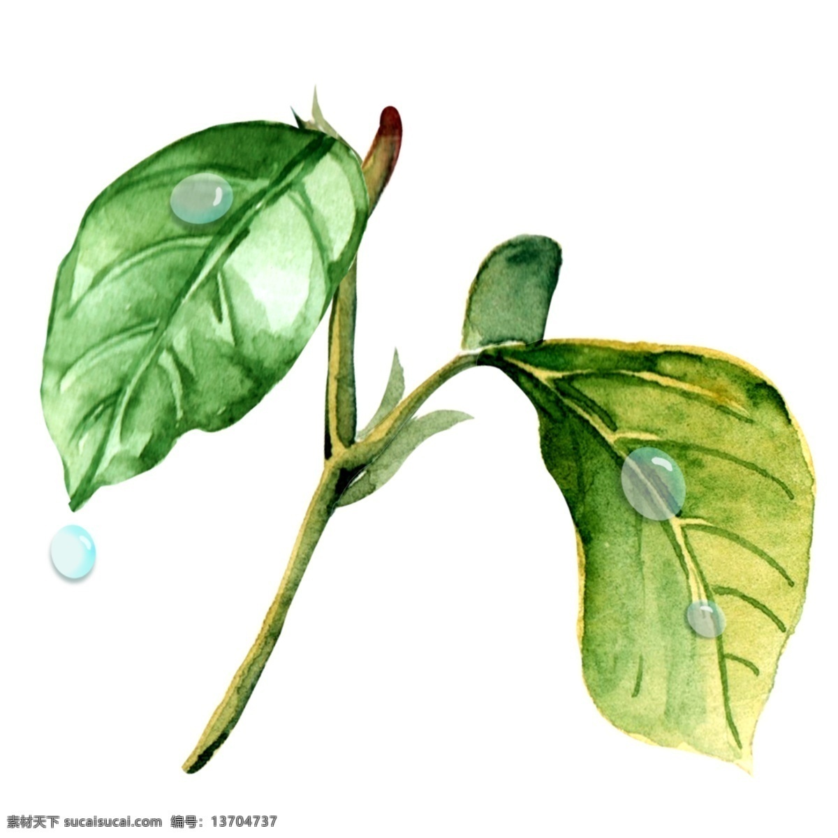 小 清新 水彩 植物 叶子 水滴 元素 水彩手绘 绿色