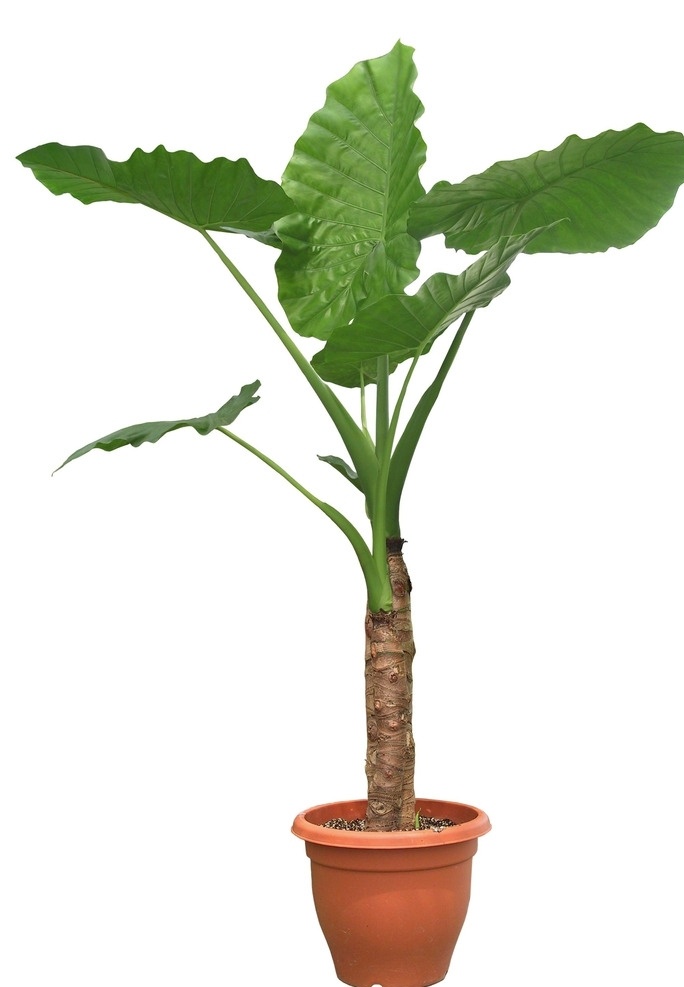 海芋 绿色 植物 盆栽 环保 室内 大叶 小叶 分层