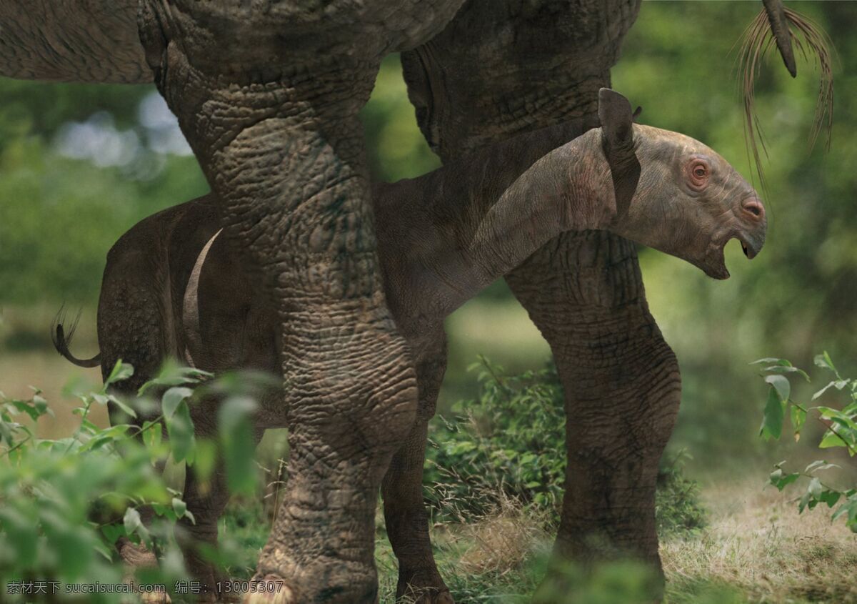 巨犀幼子 史前怪兽 3万年前 野生动物 生物世界