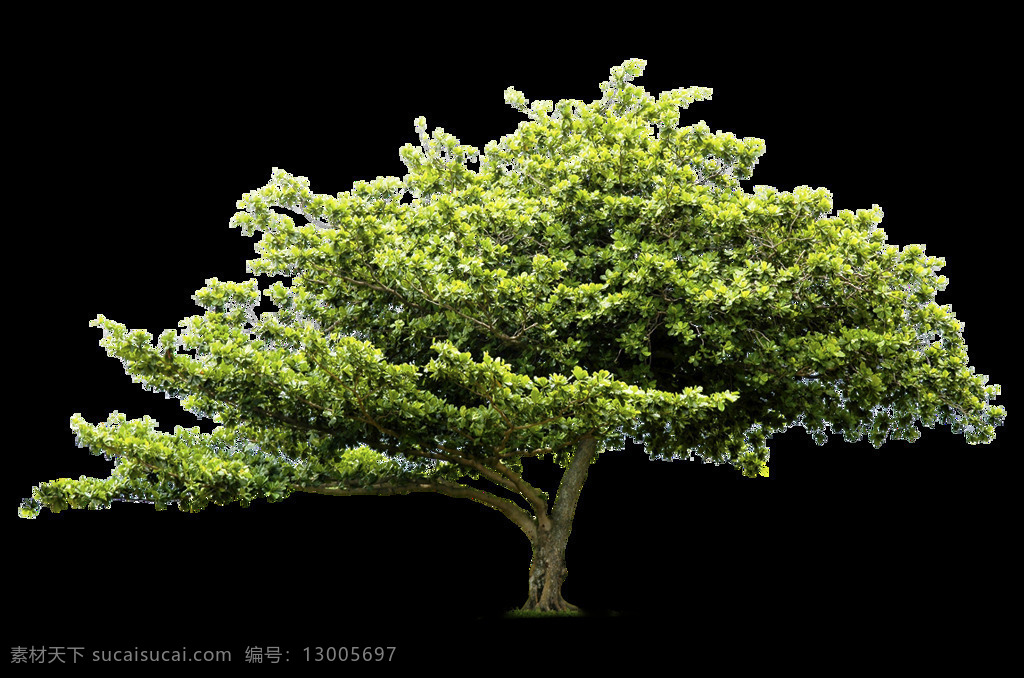 绿色 园林景观 树木 元素 png元素 免抠元素 透明元素 植物
