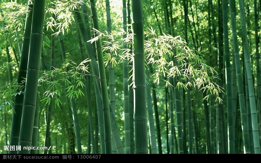 竹林 竹子 绿色 旅游摄影 自然风景 摄影图库