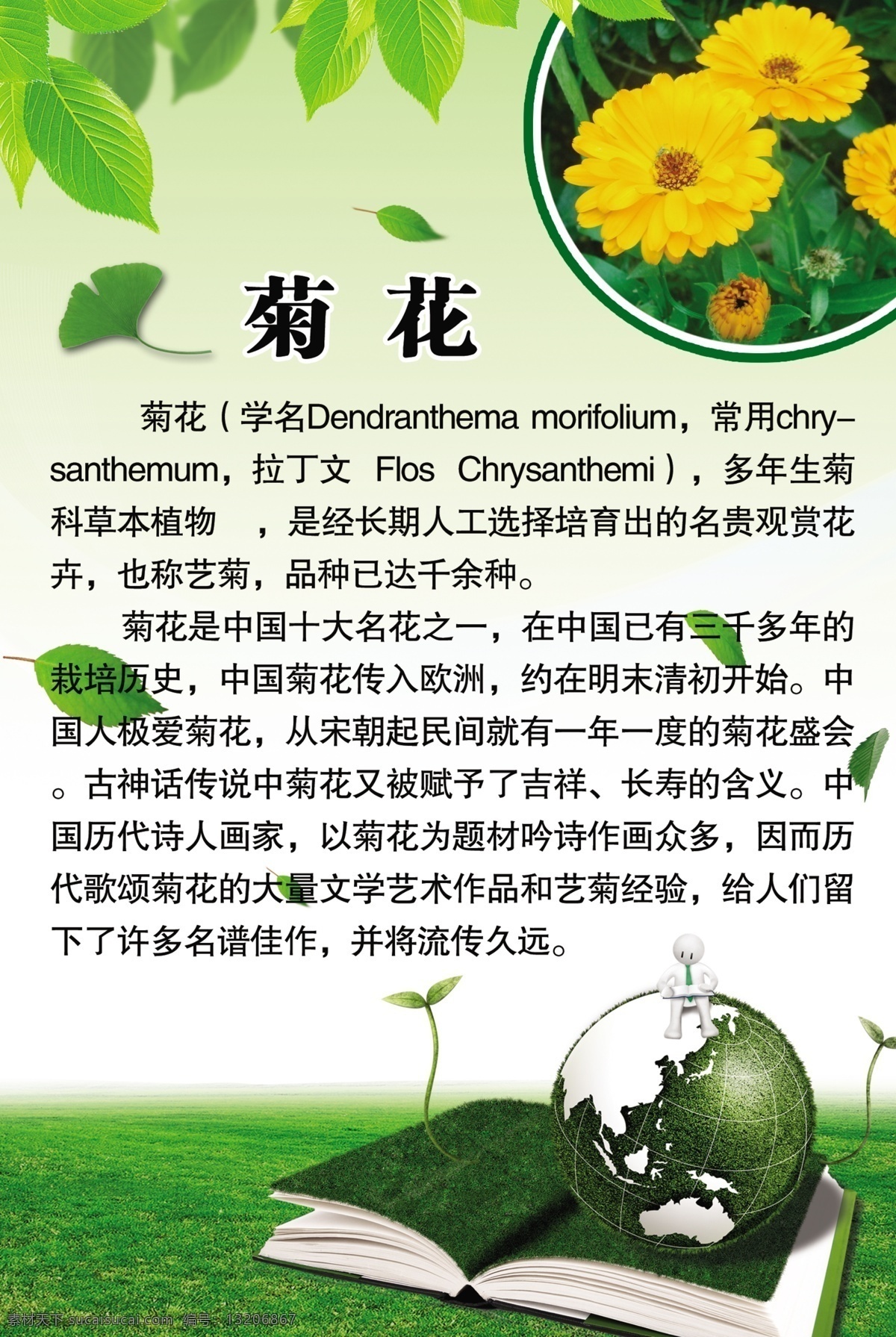 菊花简介百科 菊花简介 花卉花简介 菊花海报 菊花百科 花卉百科 菊花知识 展板模板 广告设计模板 源文件