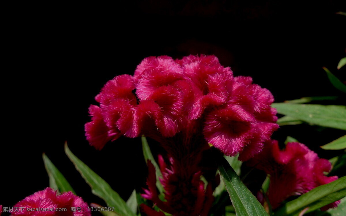 鲜艳 红色 鸡冠花 高清 花卉 红花 鲜花