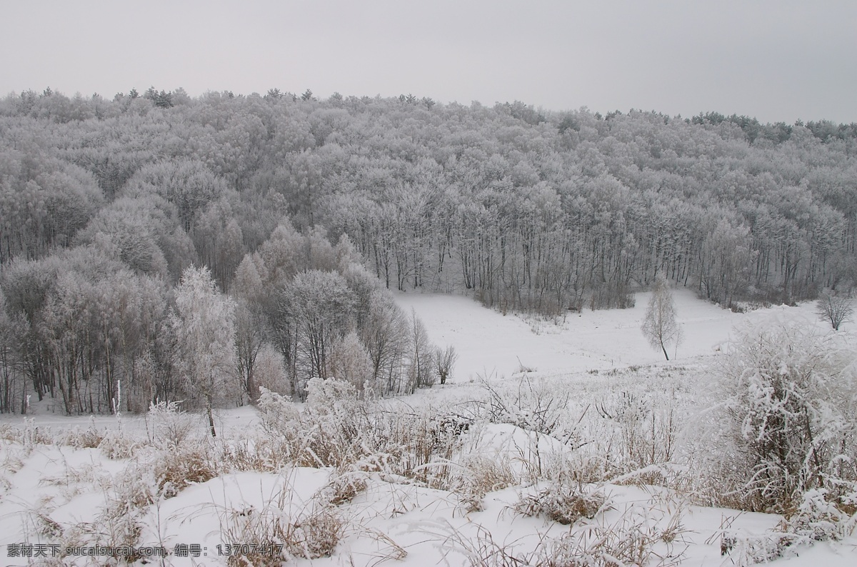 美丽树林雪景 冬天雪景 冬季 美丽风景 美丽雪景 白雪 积雪 风景摄影 树木 树林 雪地 自然风景 自然景观 灰色