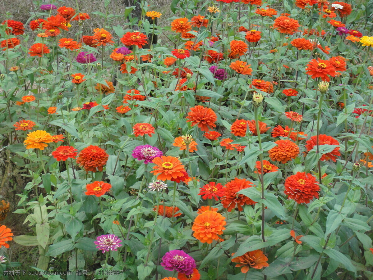 百日草 花丛 橙色 黄色 红色 花草 生物世界