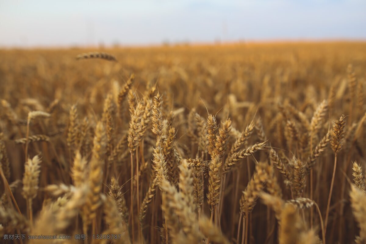 小麦 麦子 麦穗 农作物 庄稼 生物世界 其他生物