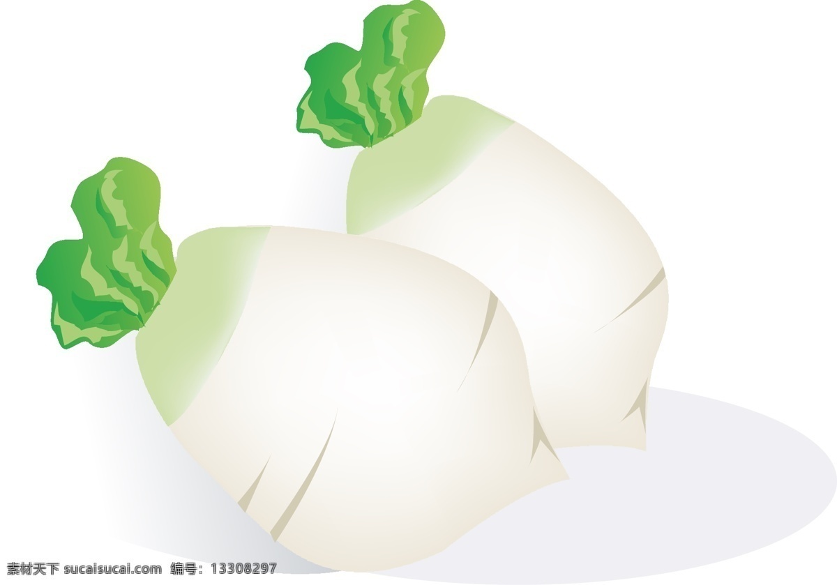白萝卜 矢量 萝卜 蔬菜 食品 吃 健康 白 生物世界