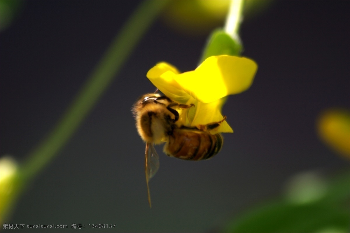 蜜蜂 昆虫 生物世界 蜜蜂觅食 黄槐花 昆虫摄影
