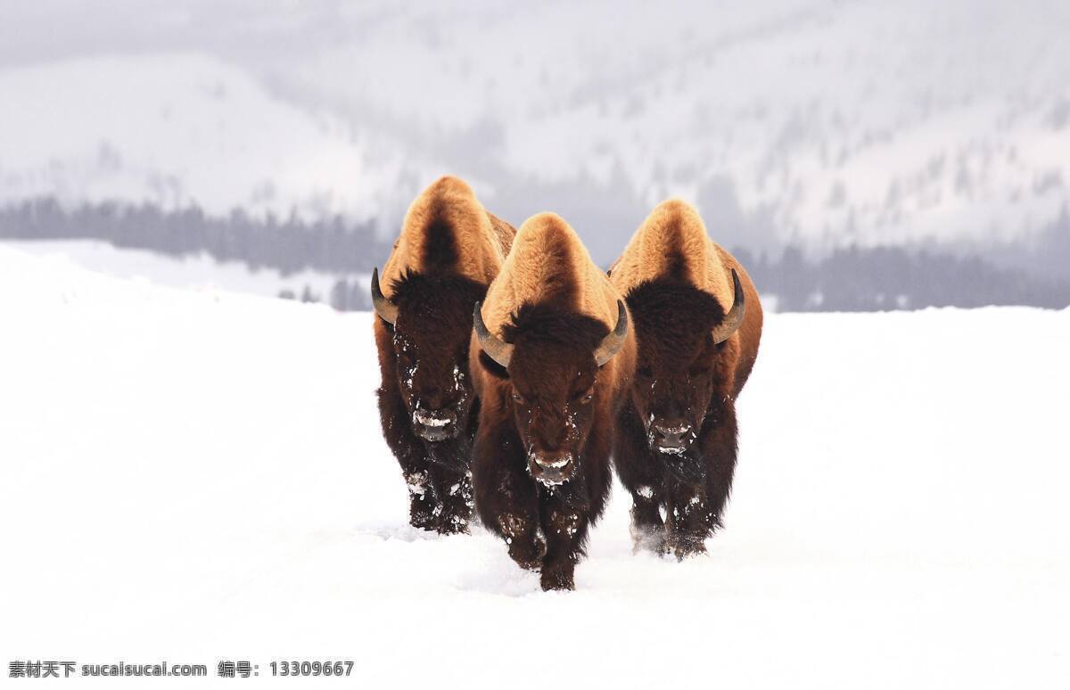 美国野牛 美国 野牛 桌面 背景 雪山 摄影专辑 生物世界 野生动物