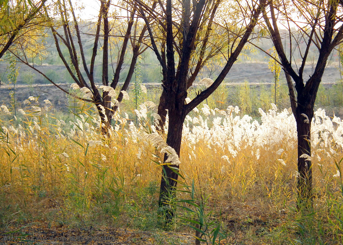 秋天 树下 芦苇 草 树枝 芦苇海 树根 风景 田园风光 自然景观