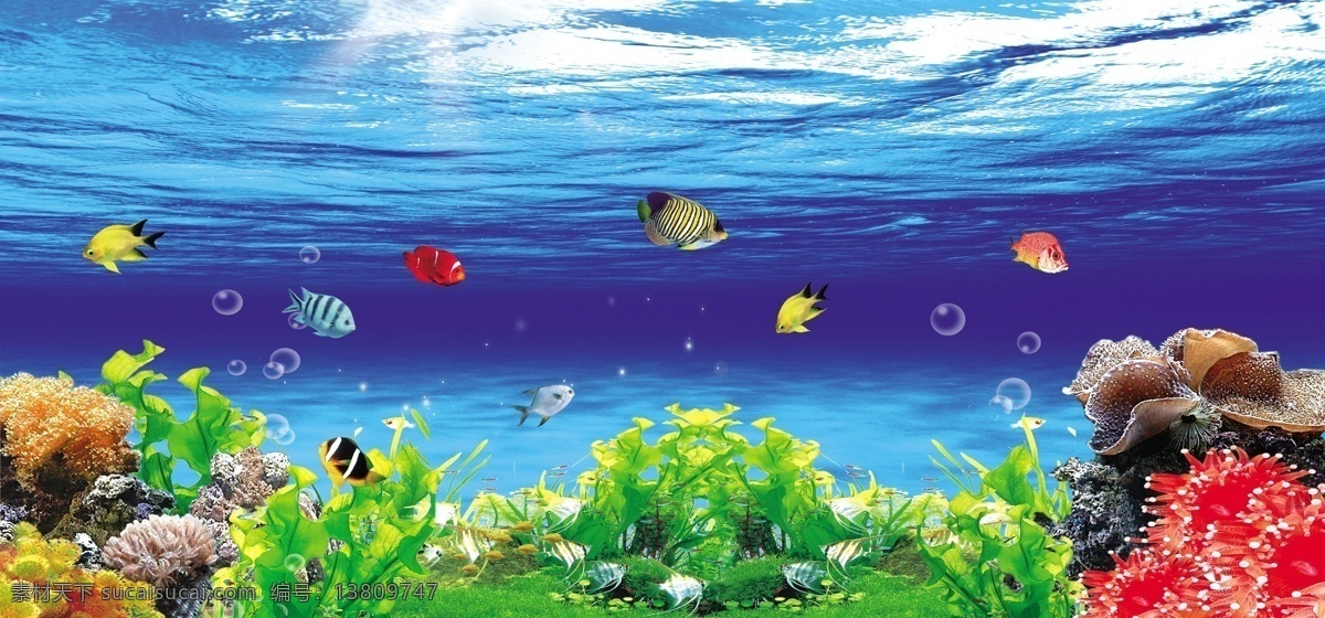 鱼缸背景图片 海底背景 鱼缸背景 海底世界 花鱼 鱼类 海底物种 自然景观