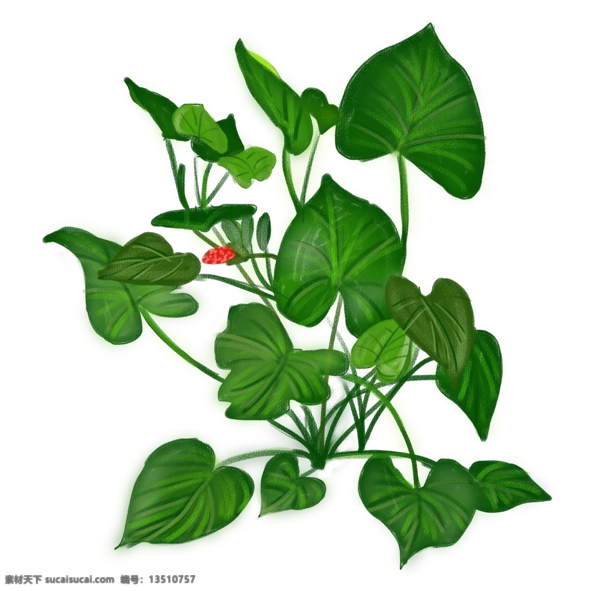 植物 元素 滴水 观音 绿色植物 清新 商用 手绘 背景