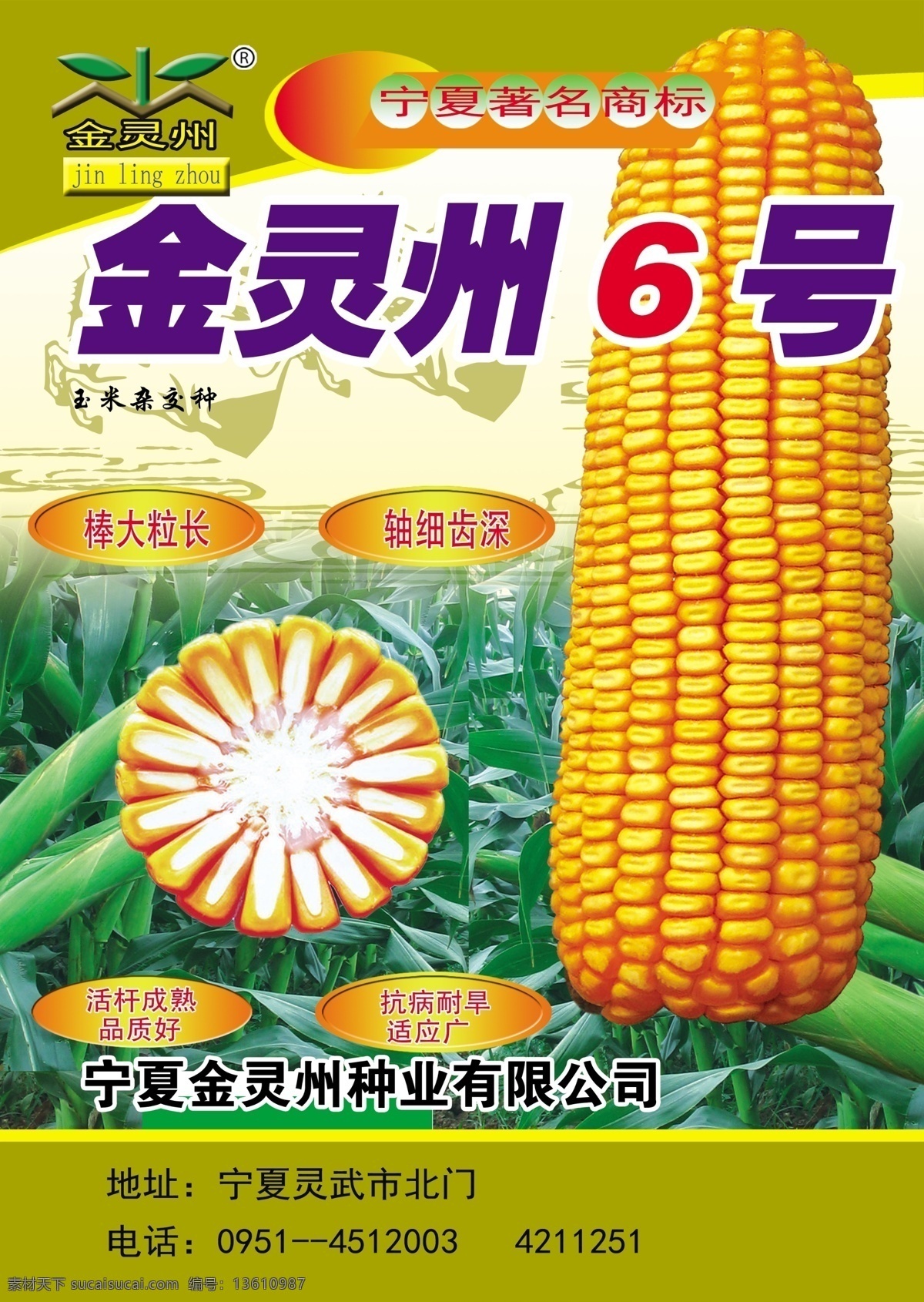 玉米种子 收成高 玉米大 颜色鲜亮 层次分明 分层