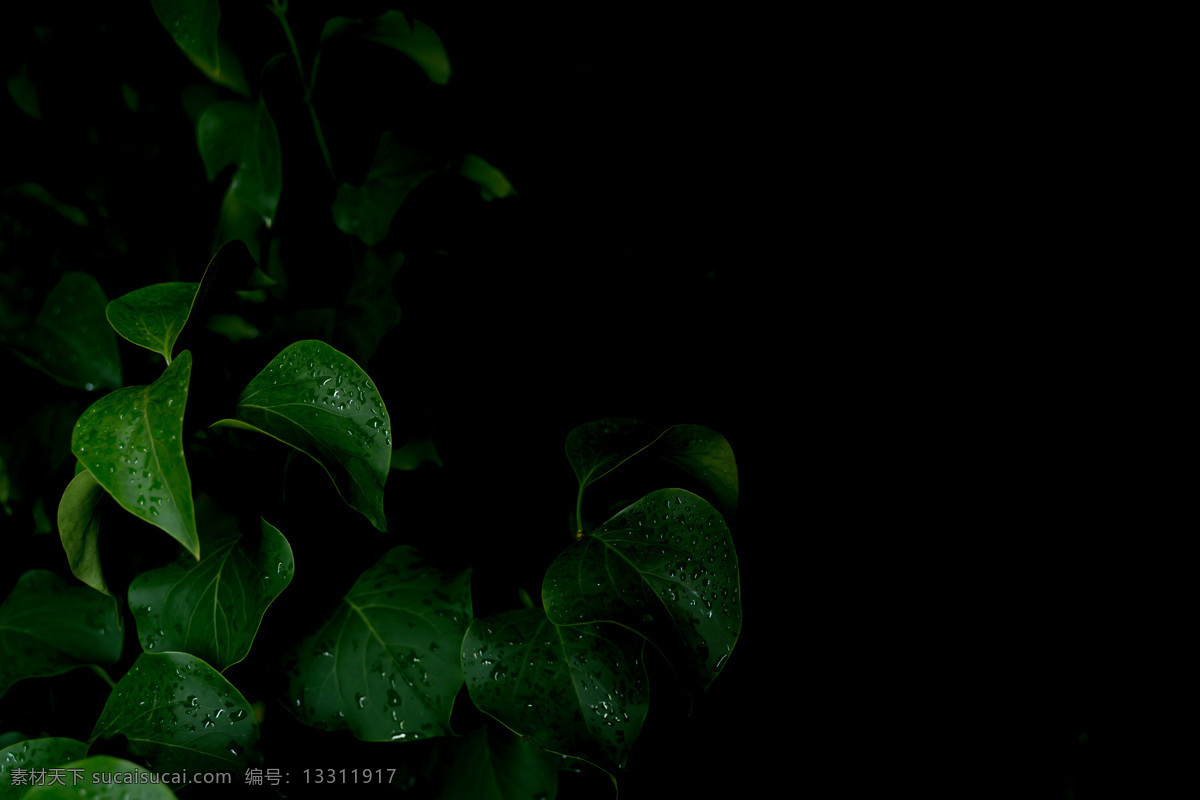 雨后的树叶 雨后 凌晨 树叶 系列 背景 生物世界 树木树叶
