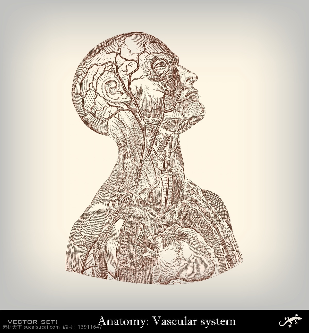 人体 经络 血管 器官 人体经络 肌肉组织 人体器官 人体解剖学 医学插画 其他人物 矢量人物 矢量素材 白色