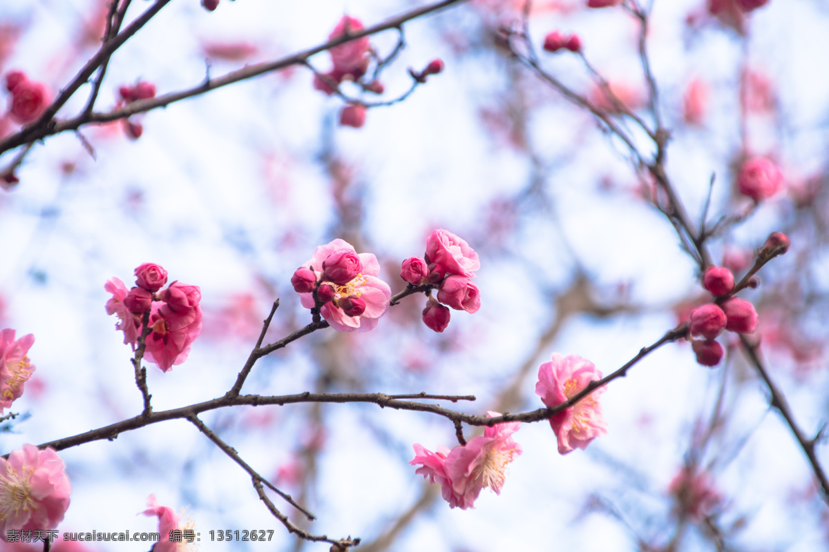 梅花 花朵 粉色 唯美 背景 唯美背景 花 蓝天 天空 粉色花 粉色梅花花朵