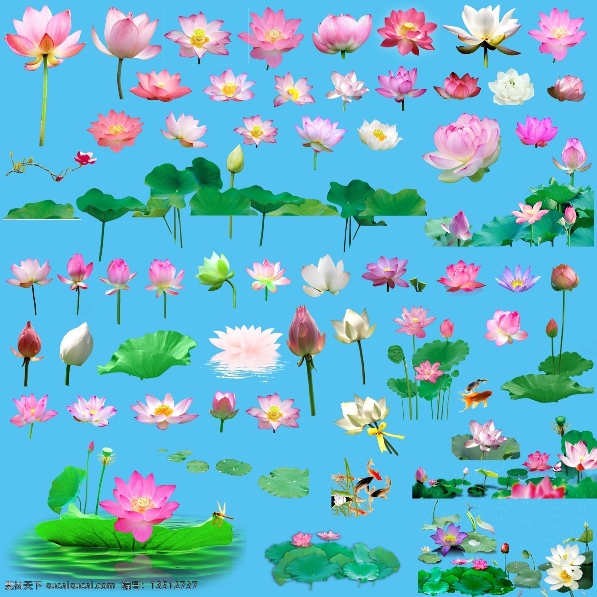 荷叶 池塘荷花 花