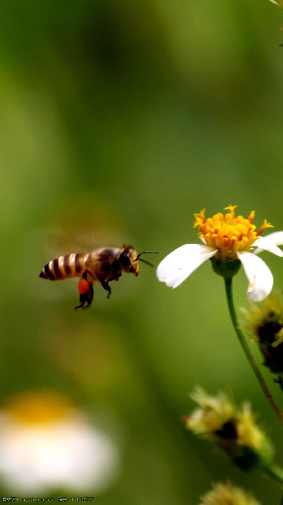 蜜蜂 动物 花草 昆虫 生物世界 野花 微镜