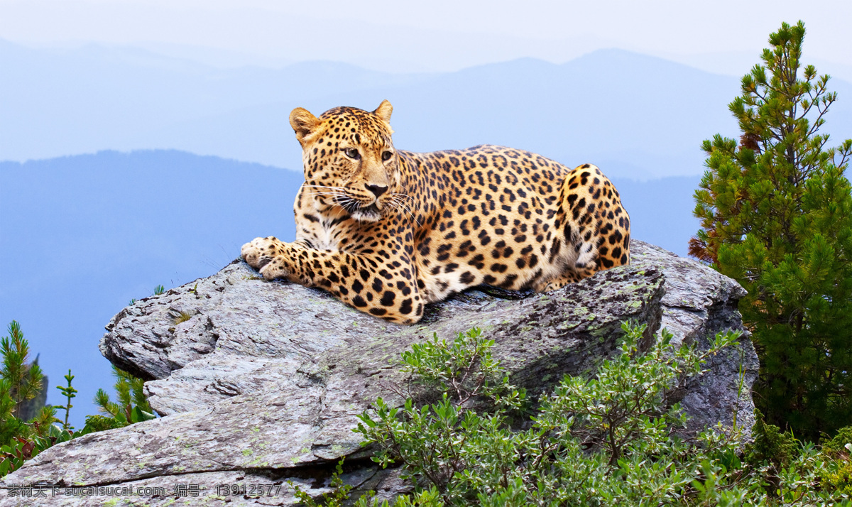 趴在 石头 上 豹子 动物 野生动物 动物世界 动物摄影 陆地动物 生物世界 黑色