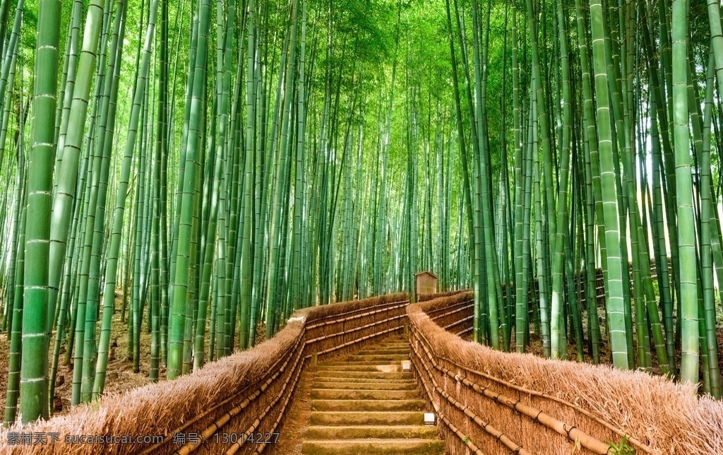 竹林 日本 竹子 幽静 曲径通幽 绿色 树林 森林 自然 小路 道路 小道 台阶 梦幻 美景 风光 美丽自然 生物世界 树木树叶